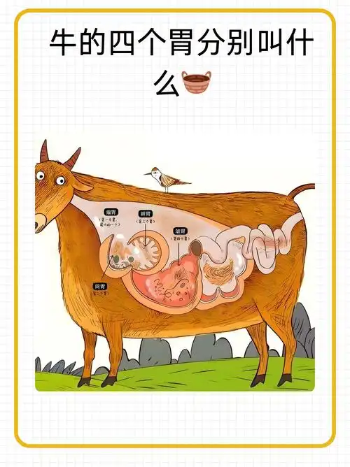 牛的四个胃分别叫什么  嘿,朋友们!