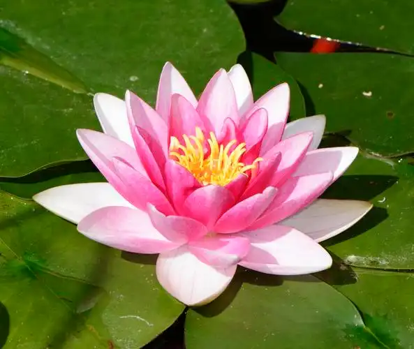 莲花,粉红色水百合花卉的宏