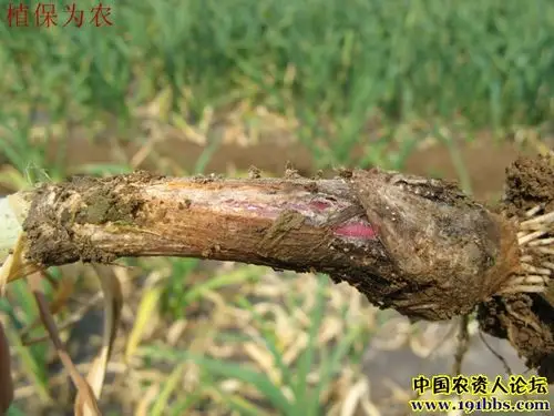 大蒜白腐病症状组图