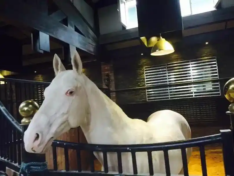 汗血宝马又名大宛马,是世界上最古老的纯血骑乘马品种 - 抖音