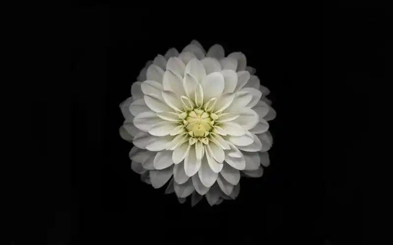 颜色花瓣ios8苹果黑色背景白色黄色花朵壁纸