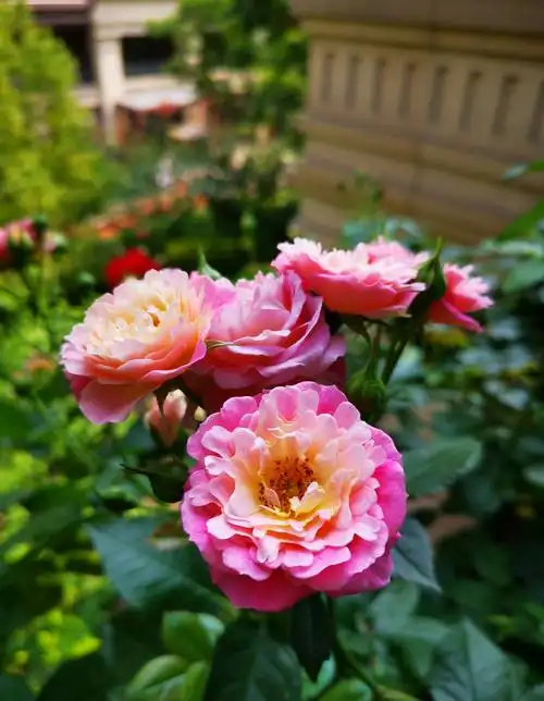 阳台盆栽新宠—小魔女甜心,花朵美又香,丰花勤花,冬天也有花看