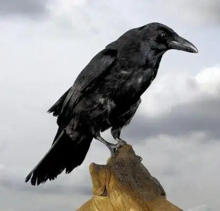 黑腿黑嘴黑毛是什么鸟