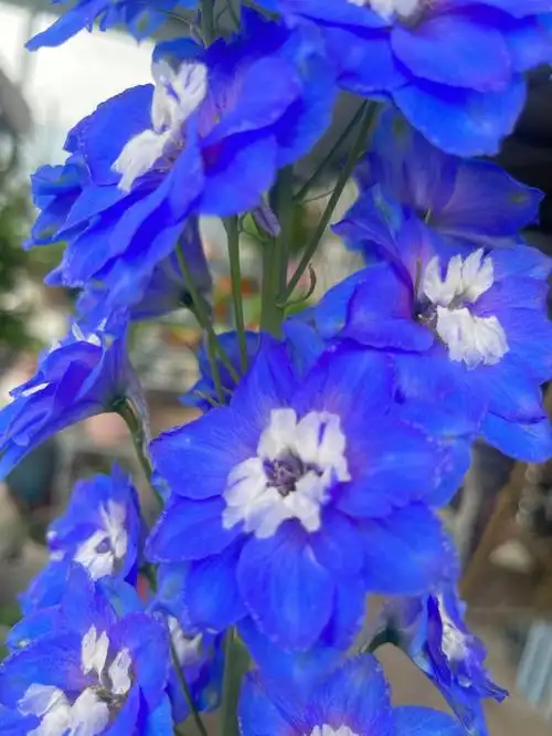 我养的的蓝色系小花花