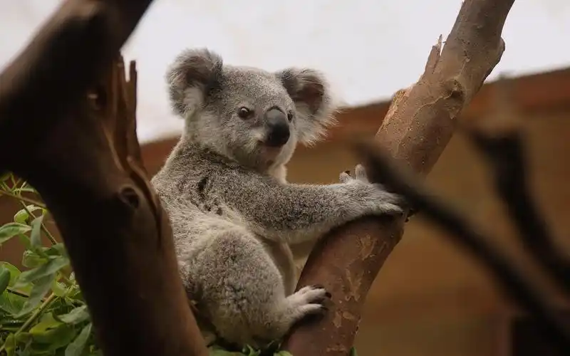 澳大利亚超可爱的国宝考拉,动物-回车桌面