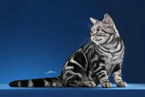 【必看】ice美国短毛猫品种标准(新版)!_长度