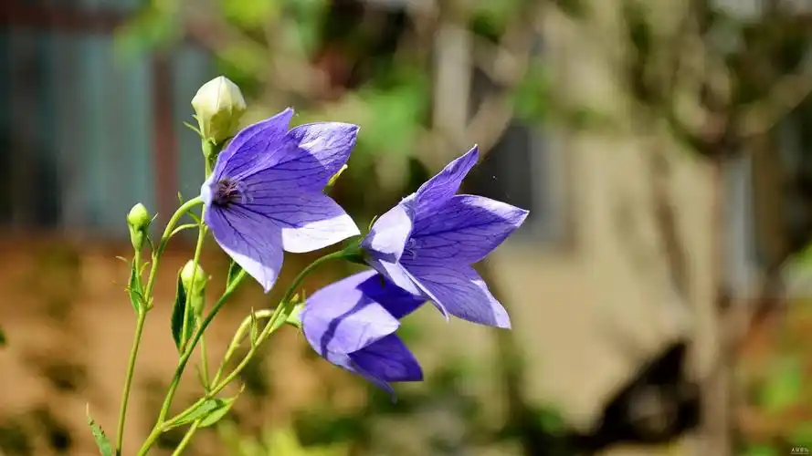 蓝色桔梗花高清桌面壁纸下载-植物壁纸-手机壁纸下载-美桌网