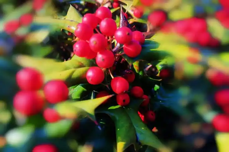 阳光下的红果冬青树首发