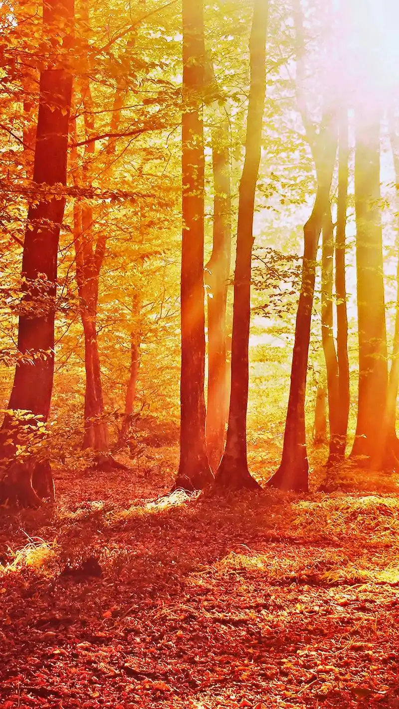 原来一切都只是我以为. #唯美意境 #自然风景 #治愈系壁纸 - 抖音