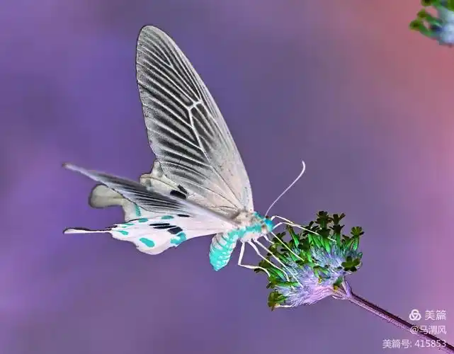 多姿多彩的红珠凤蝶