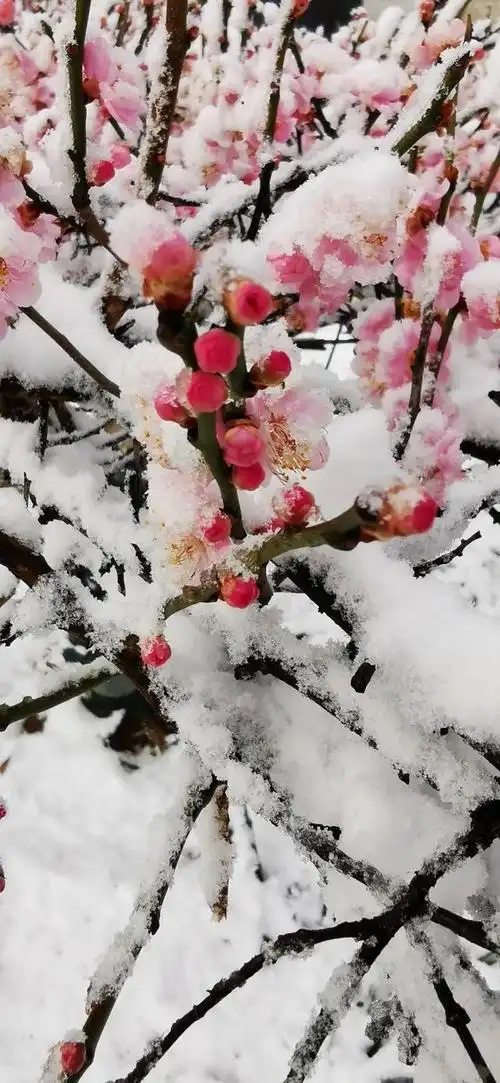 好一幅傲雪寒梅图!邢台前南峪抗大梅园的梅花开了