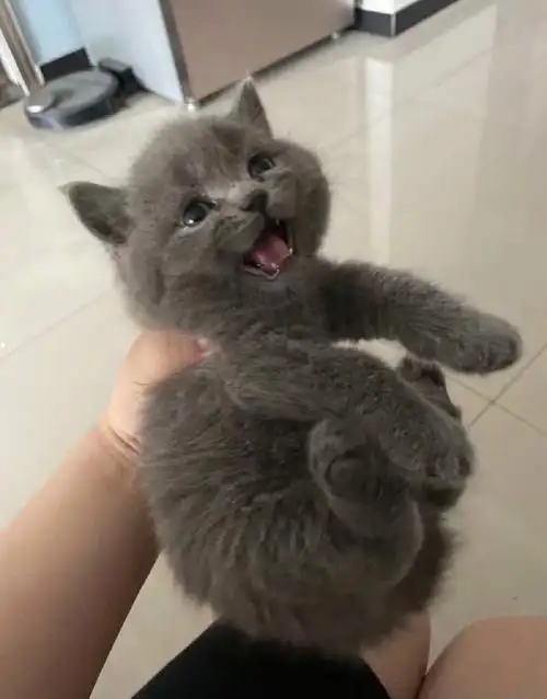 英短蓝猫长沙领养价