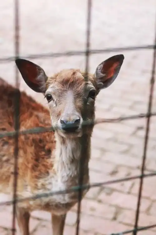市民逛泰州动物园有感慨园内动物怎么会变成这个样子
