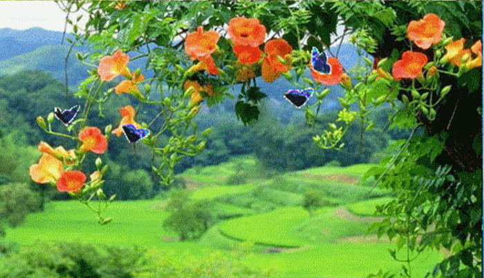 动态小花草大图 .