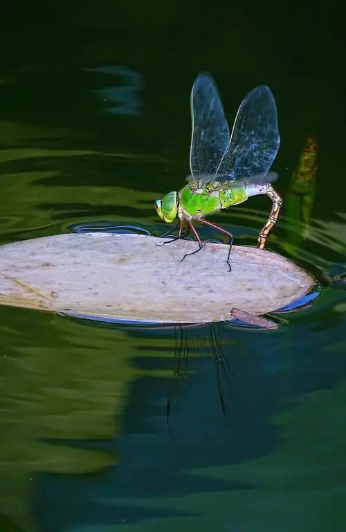 蜻蜓点水在荷塘秋风启时又清凉