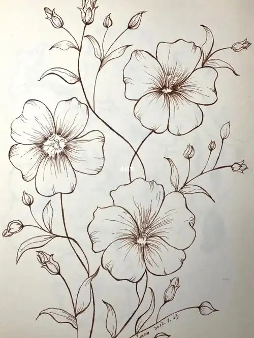 线描花卉临摹