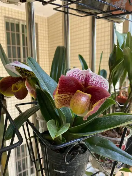 我的红肉饼兜兰