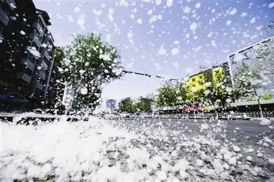 4月14日,在兴庆区上海路和中山北街路口,"鹅毛"般的杨柳絮漫天纷飞.