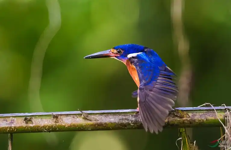 撑个懒腰蓝耳翠鸟