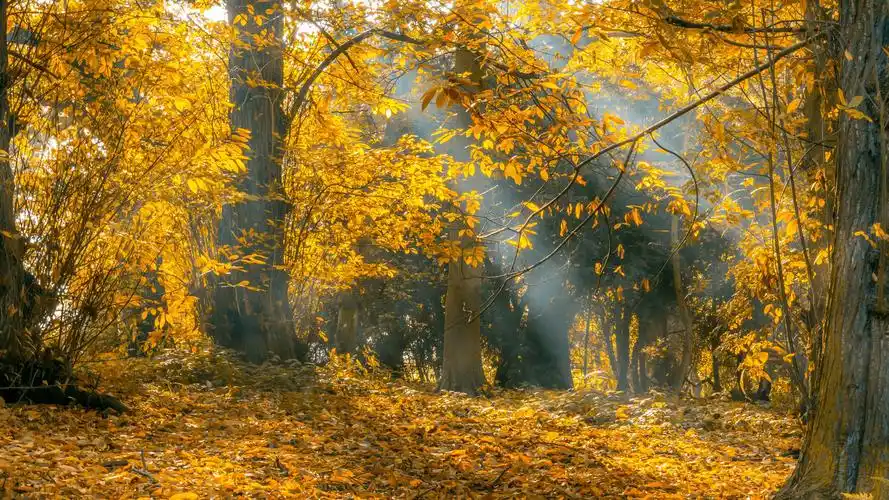 枫叶是秋天的诗行