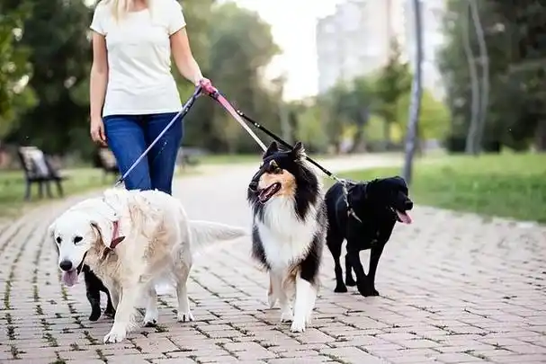 养狗人遛狗时的社死瞬间,看完真的太尴尬了!