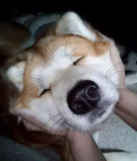 怒揉狗头,大概就是这个意思!