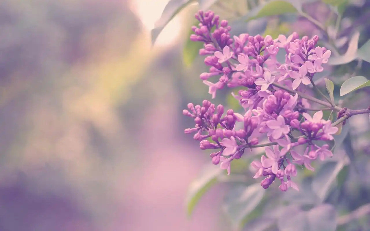 精选唯美意境治愈系绿色护眼小清新花朵桌面壁纸(一)高清大图预览1920