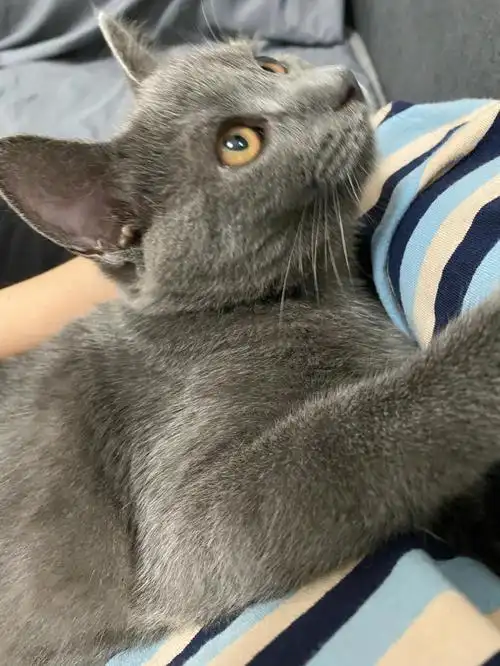 英短蓝猫妹妹hey哪里来的小可爱