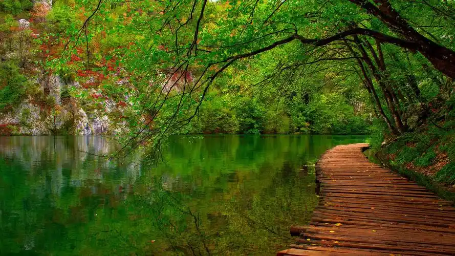 绿色系清新高清桌面壁纸