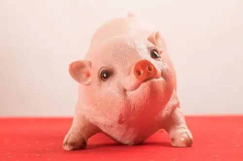 属猪的今年几岁对照表2021年属猪年龄对照表