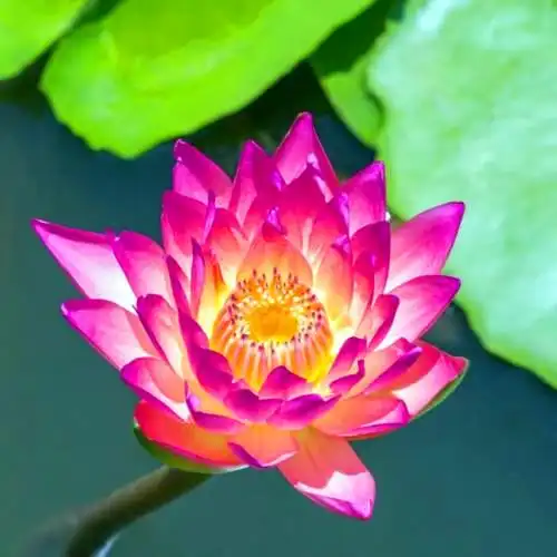 佛系图片头像禅意荷花