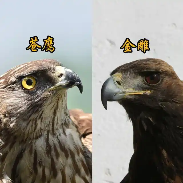 中国猛禽-鹰和雕的区别