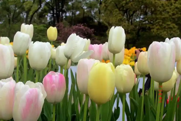 纯粹的白,淡淡的粉,嫩嫩的黄,优雅清爽的一组郁金香.