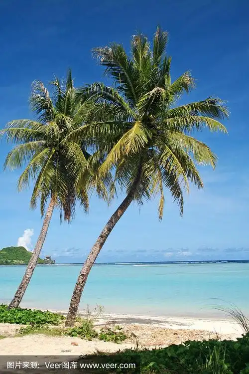 关岛两棵椰子树