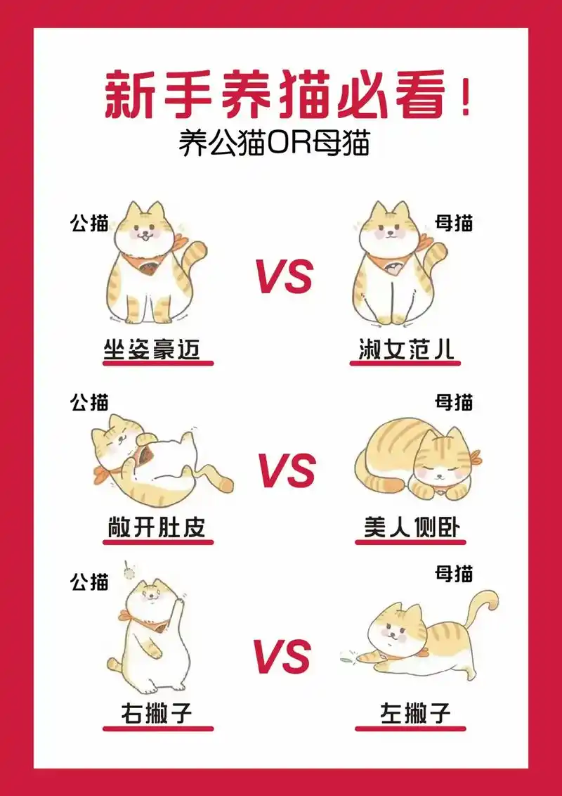 到底养公猫好还是母猫好?到底有哪些差异?看这篇就够了!#涨知 - 抖音