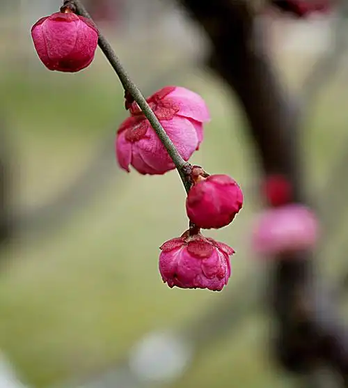 寒香国里你最红——朱砂梅