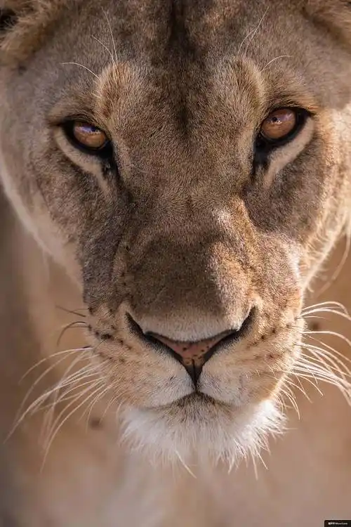猫母狮狮子野生动物大猫胡须动物摄影图片图片壁纸