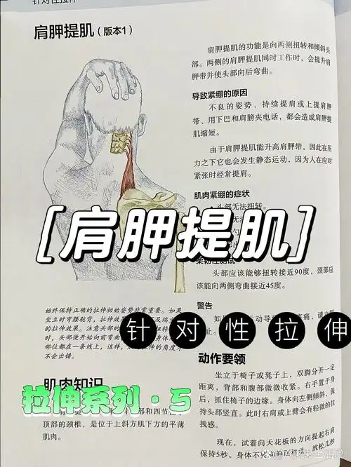 高低肩必拉伸6015针对性拉伸05丨肩胛提肌7115