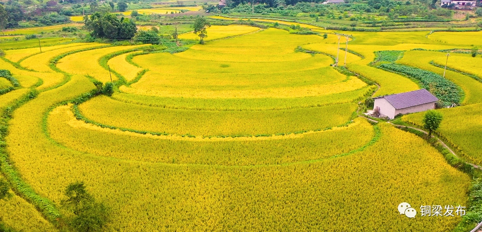 稻田,金灿灿的稻谷绵延起伏的山丘下在收获的季节金浪稻禾香cript>