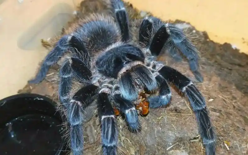 最大的蜘蛛是什么蜘蛛图片 5种世界上最大的蜘蛛长多少米