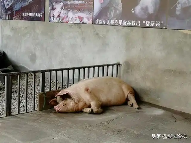 汶川大地震的经历者--猪坚强去世