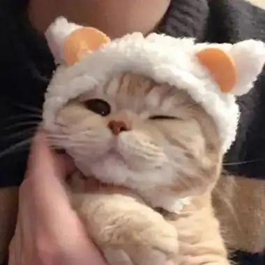 猫咪照片可爱的头像,高清适合做头像的猫咪照片