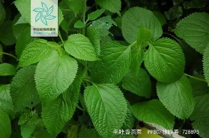 hara)是唇形科,香茶菜属植物.