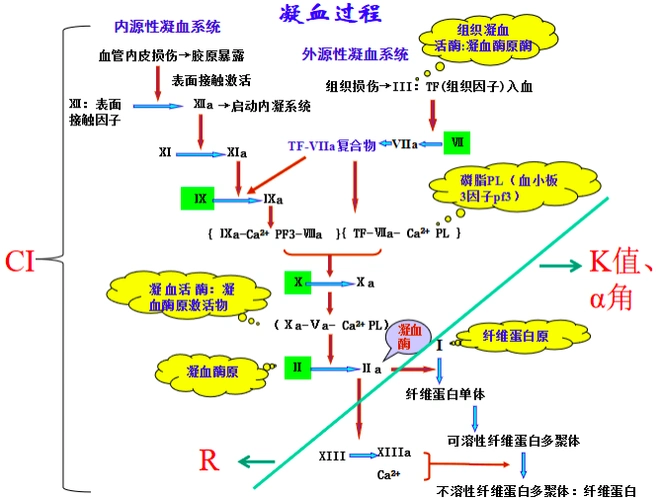 血栓弹力图报告怎么读?