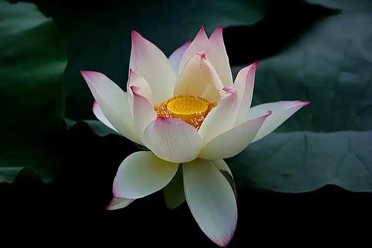 静心赏摄影作品多品种(荷花)尽信书2019.08.06制作