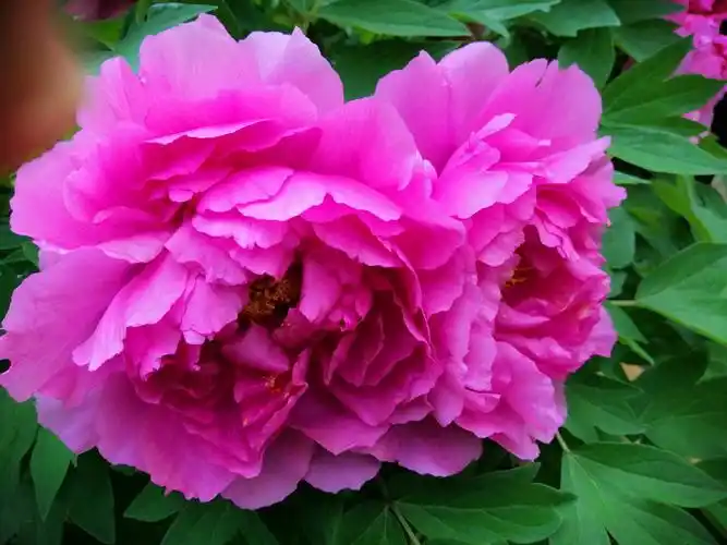 院里牡丹花盛开 - 美篇