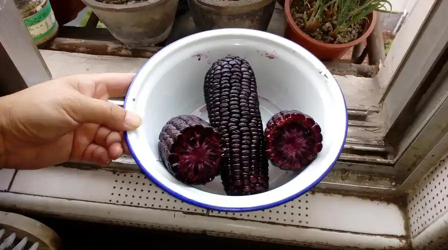 紫芯玉米能不能吃啊?