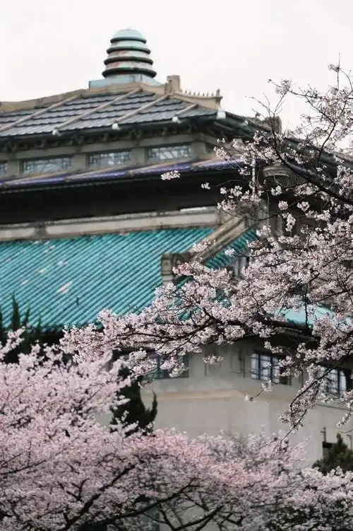 武汉樱花##武汉大学樱花雨