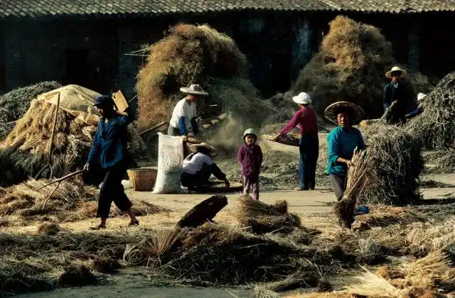 80年代农村农忙的场景,由于没有普及机械化收种,所以从播种到