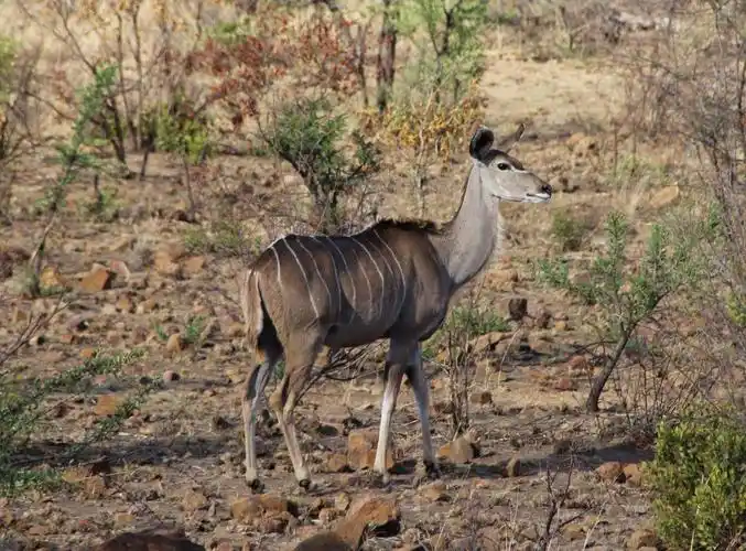 非洲羚羊,是年幼的小羚羊